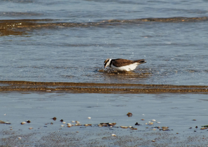 Corriere piccolo che si crede Fratino